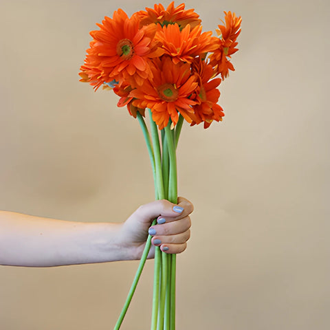 Gerbera Daisy Mandriana Orange Wholesale Flower Blooms