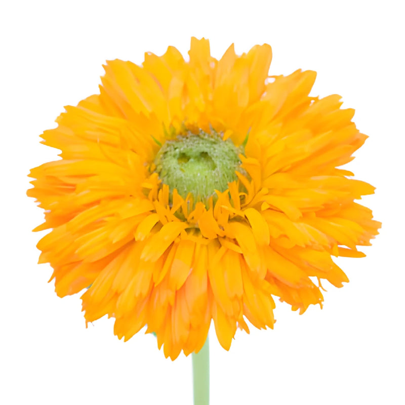 Pumpkin Orange Pot Marigold Calendula Flowers