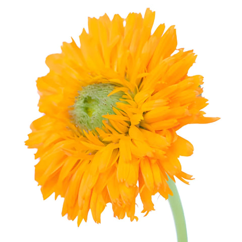 Pumpkin Orange Pot Marigold Calendula Flowers