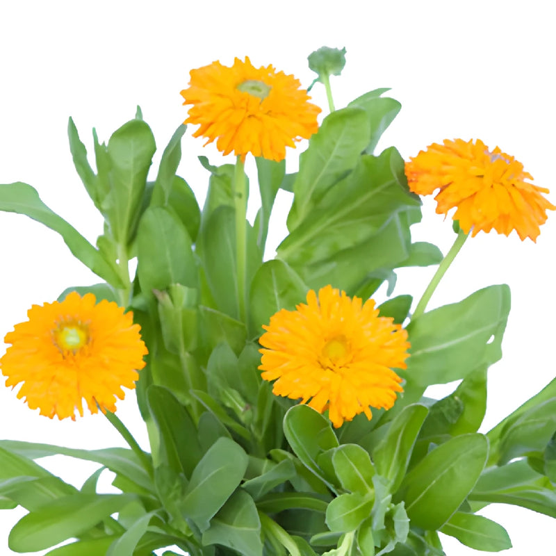 Pumpkin Orange Pot Marigold Calendula Flowers