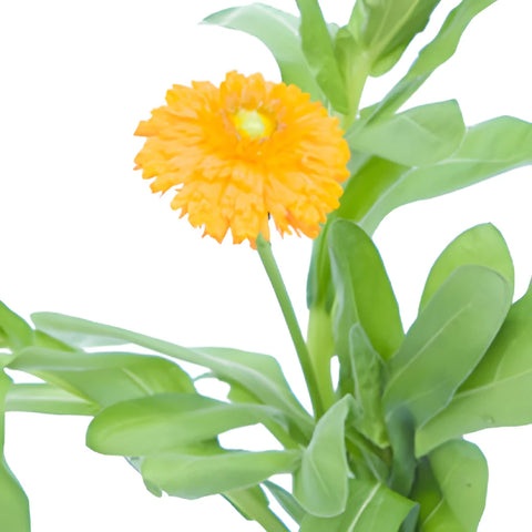 Pumpkin Orange Pot Marigold Calendula Flowers