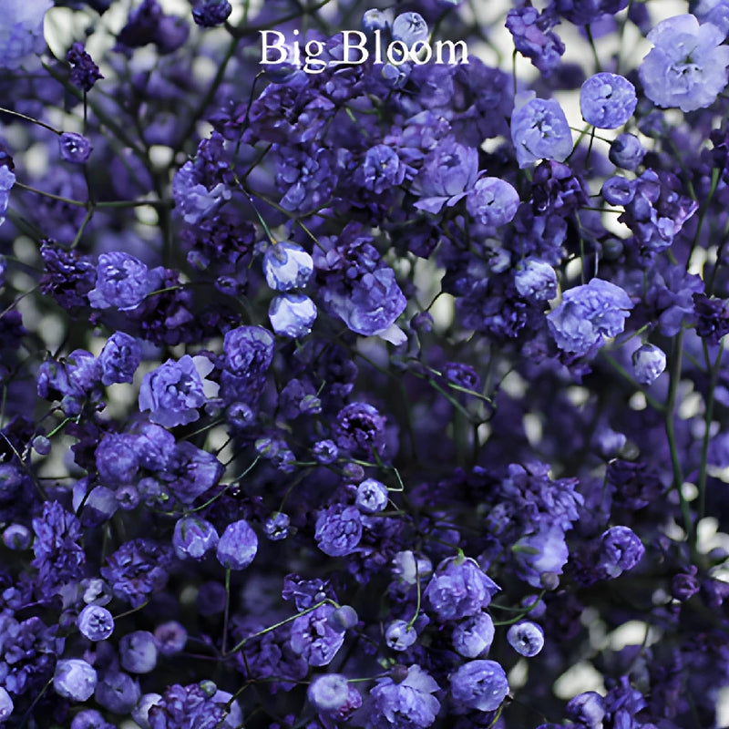 Purple Airbrushed Baby's Breath Flower