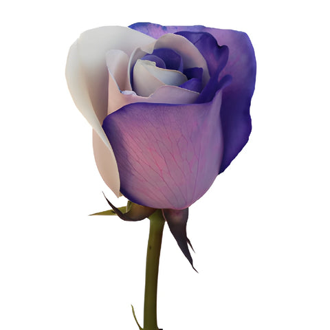 Purple and White Tinted Rainbow Roses