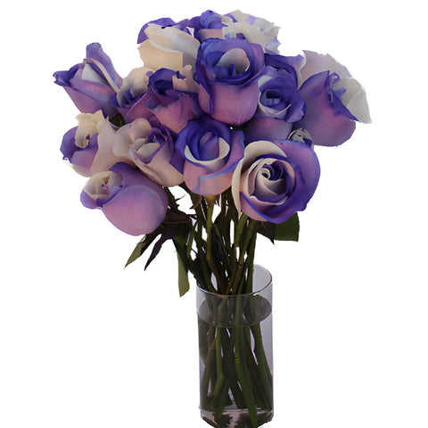 Purple and White Tinted Rainbow Roses