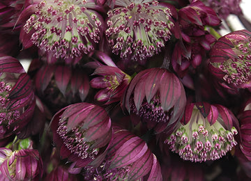 Purple Bulk Astrantia Flowers