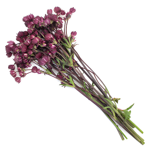 Purple Bulk Astrantia Flowers