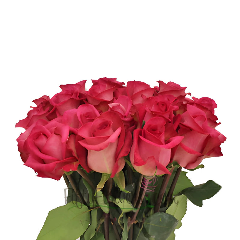 Buy Wholesale Purple Cezzane Hot Pink Rose in Bulk - FiftyFlowers
