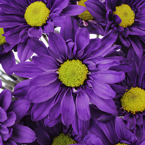 Purple Daisy Flower Tinted