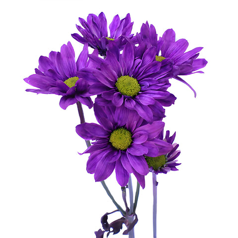 Purple Daisy Flower Tinted