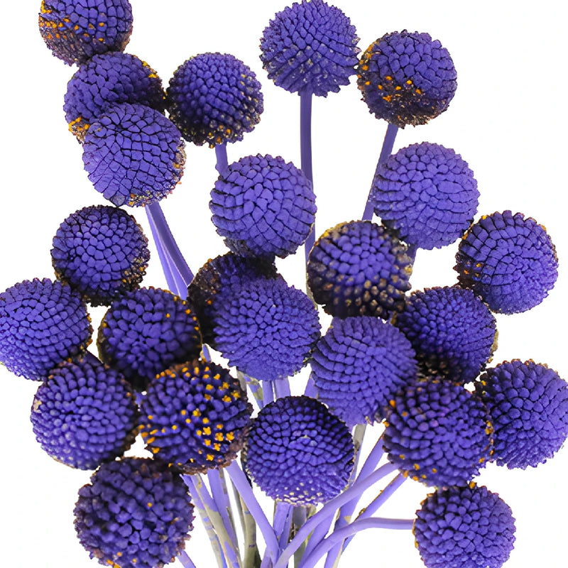 Purple Grape Tinted Craspedia Billy Balls