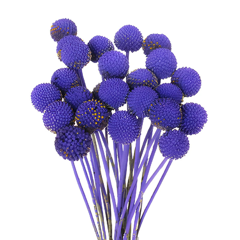 Purple Grape Tinted Craspedia Billy Balls