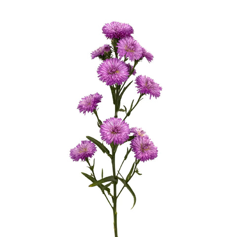 Hot Pink Duplo Aster Stem - Image
