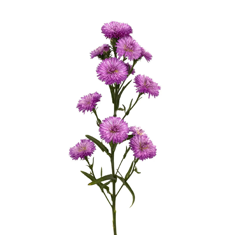 Hot Pink Duplo Aster Stem - Image
