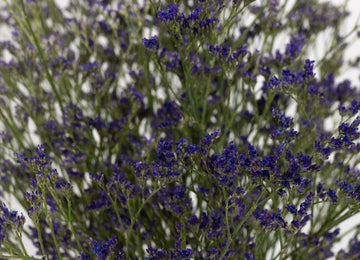 Limonium Purple Flower - Image