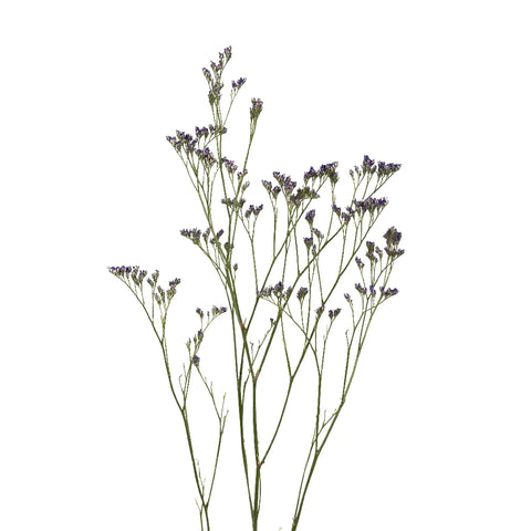 Limonium Purple Flower - Image