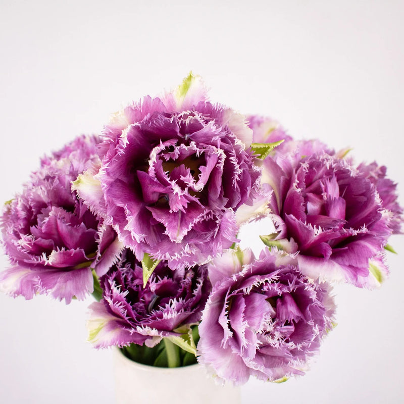 Purple Frill Tulips Flower Up Close