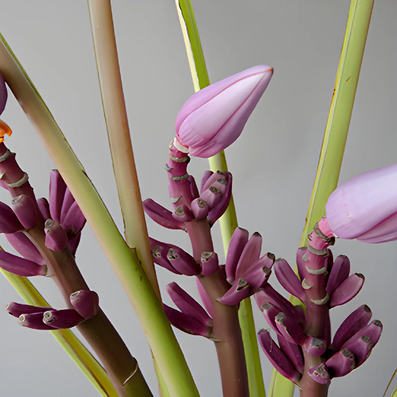 Purple Musa Tropical Flowering Banana