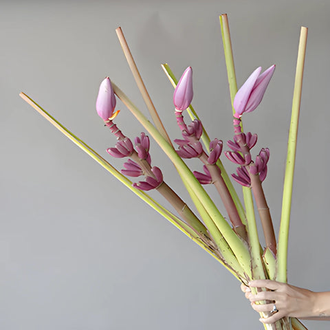 Purple Musa Tropical Flowering Banana