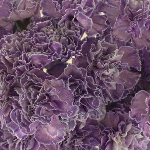 Carmel Close Up - Image