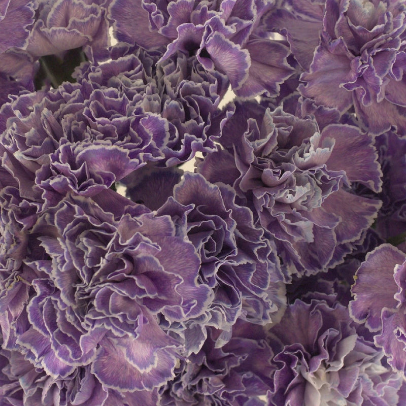 Carmel Close Up - Image