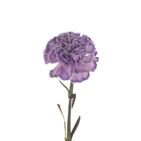 Carmel Stem - Image