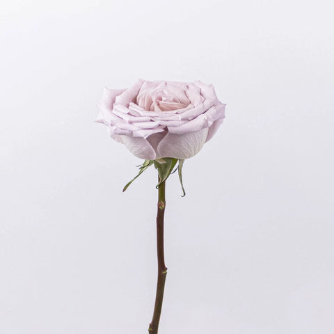 Menta Light Purple Rose Stem
