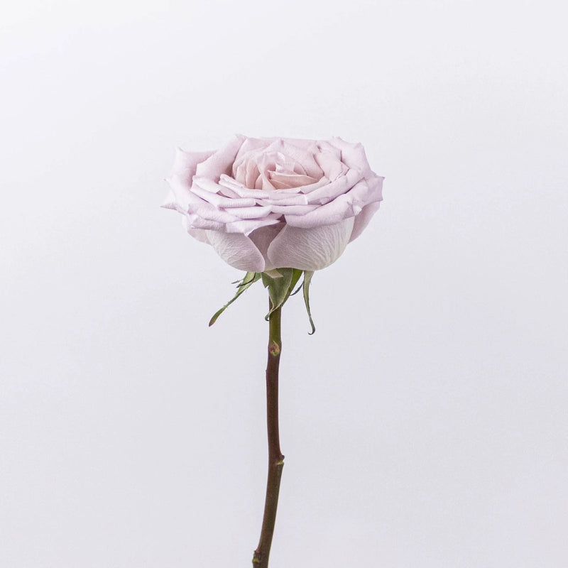 Menta Light Purple Rose Stem