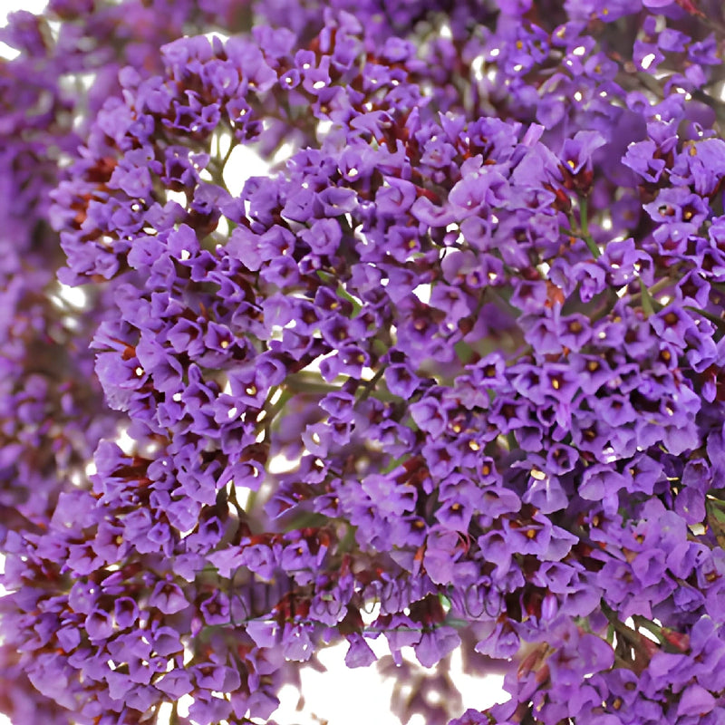 Purple Sea Foam Statice Flower
