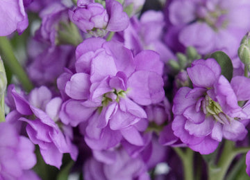 Spray Stock Purple Flower Close Up - Image