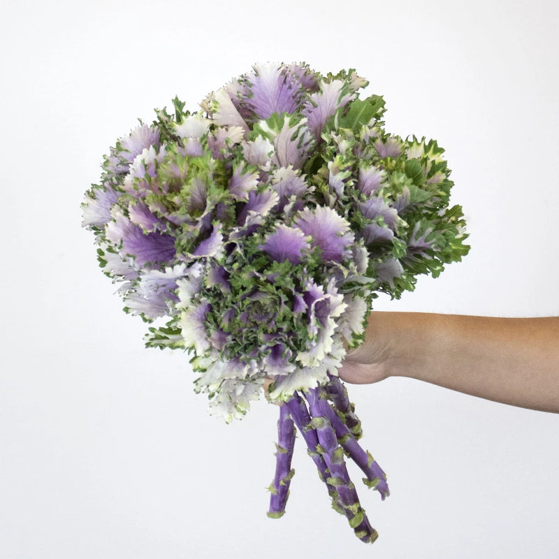 Purple Crane Rose Kale Bunch in Hand