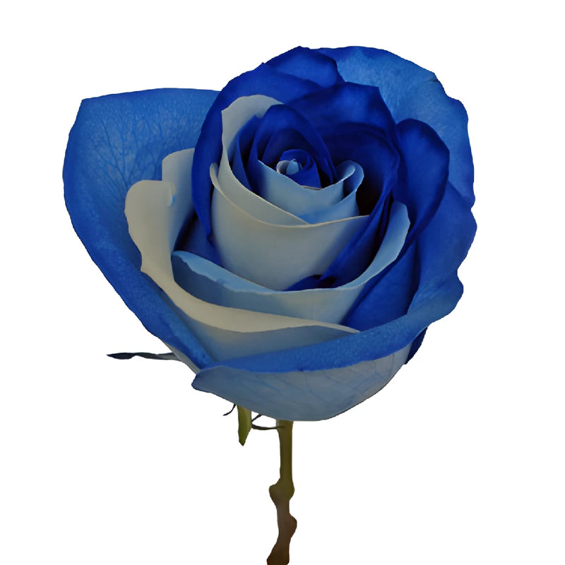 Blue and White Tinted Rainbow Roses