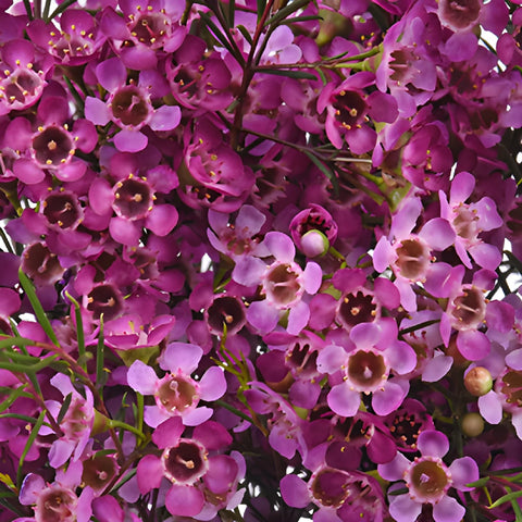 Purple Wax Flowers