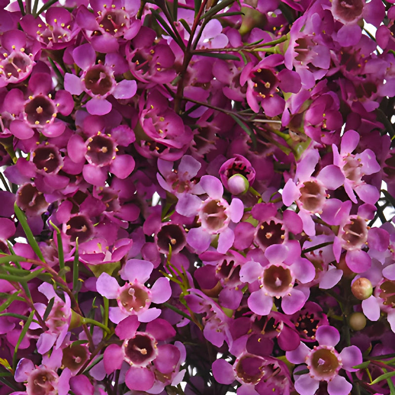 Purple Wax Flowers