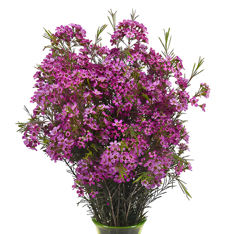 Purple Wax Flowers