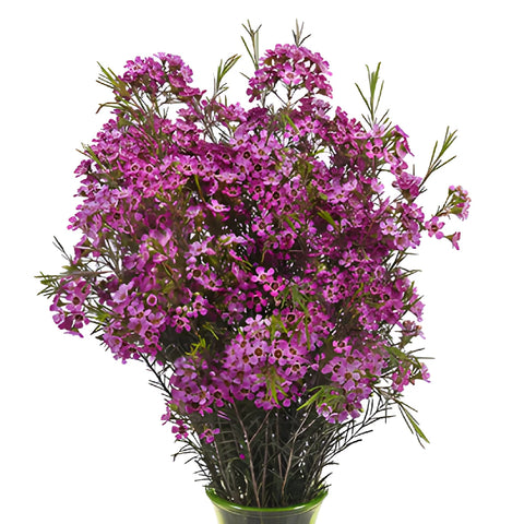 Purple Wax Flowers