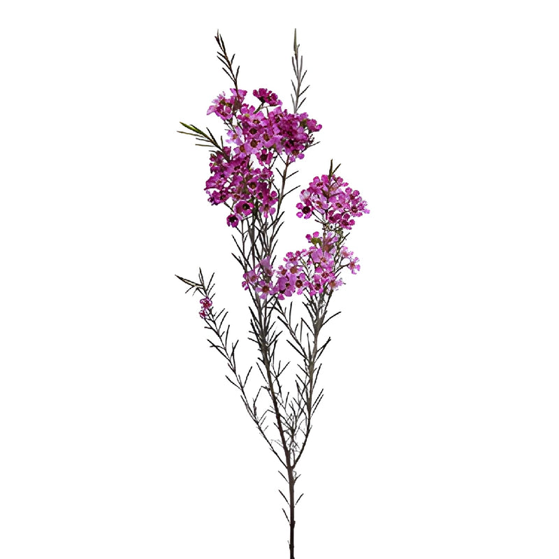 Purple Wax Flowers