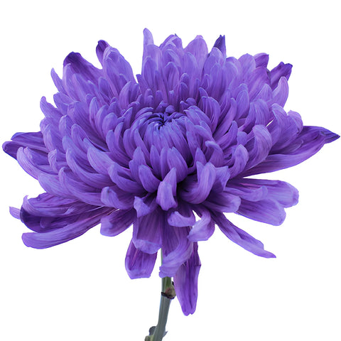 Purple Tinted Wedding Cremon Mums