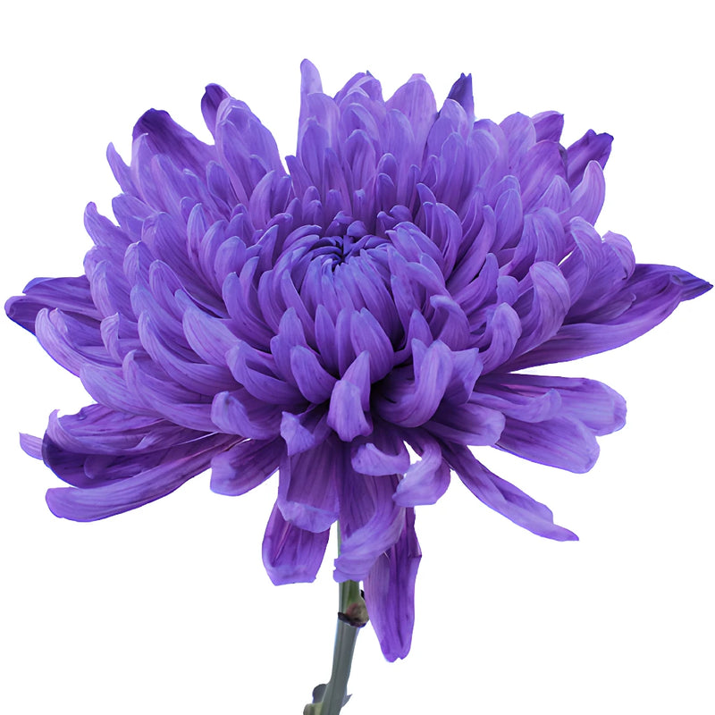 Purple Tinted Wedding Cremon Mums