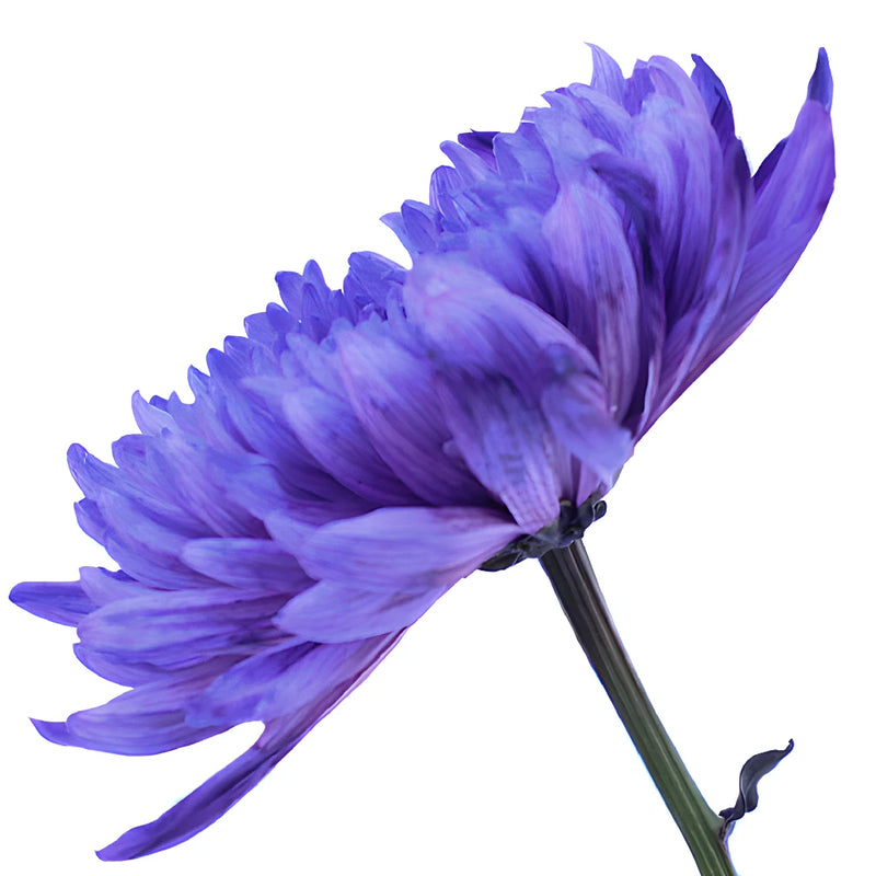 Purple Tinted Wedding Cremon Mums