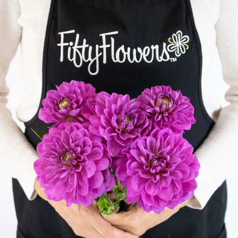 Purpleberry Dahlia Flower Bunch in Hand