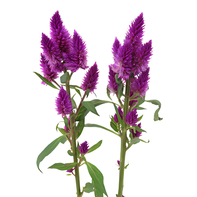Purpleberry Feather Celosia Flowers