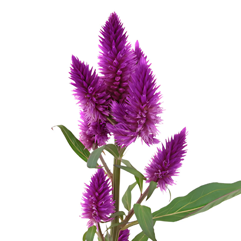 Purpleberry Feather Celosia Flowers