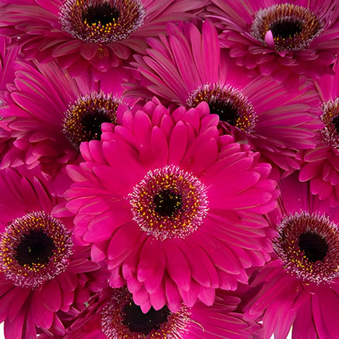 Gerbera Daisy Clasico Purpleberry Wholesale Flower Blooms