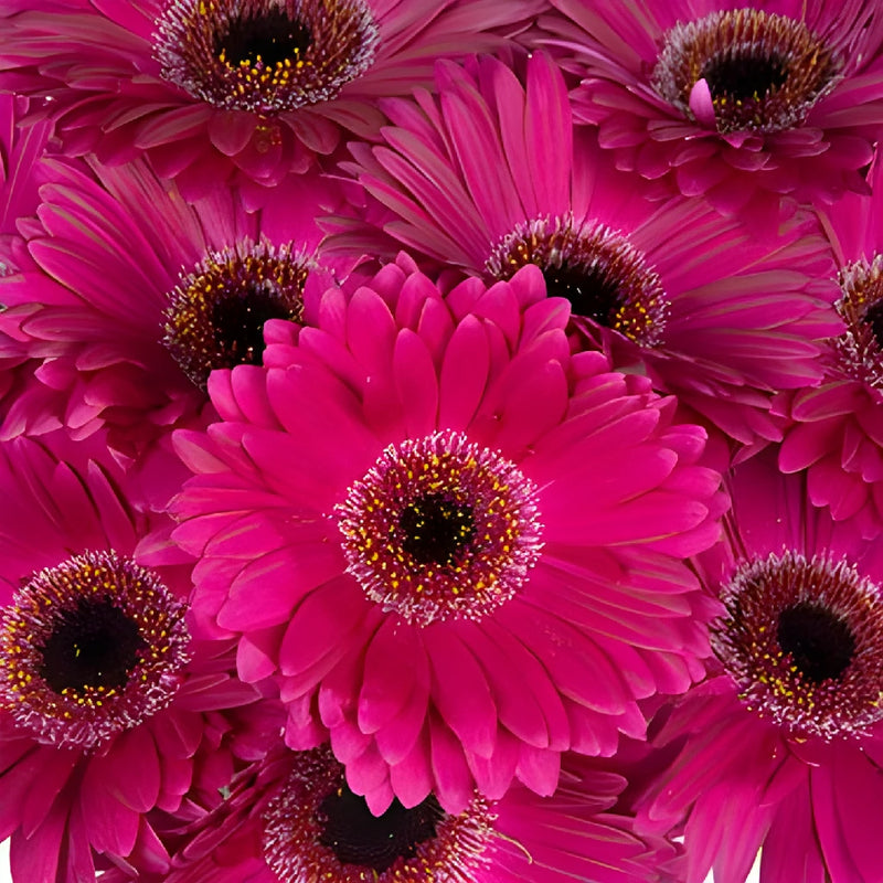 Gerbera Daisy Clasico Purpleberry Wholesale Flower Blooms