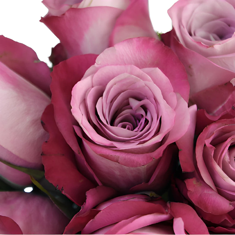 Purpleberry Fresh Cut Rose
