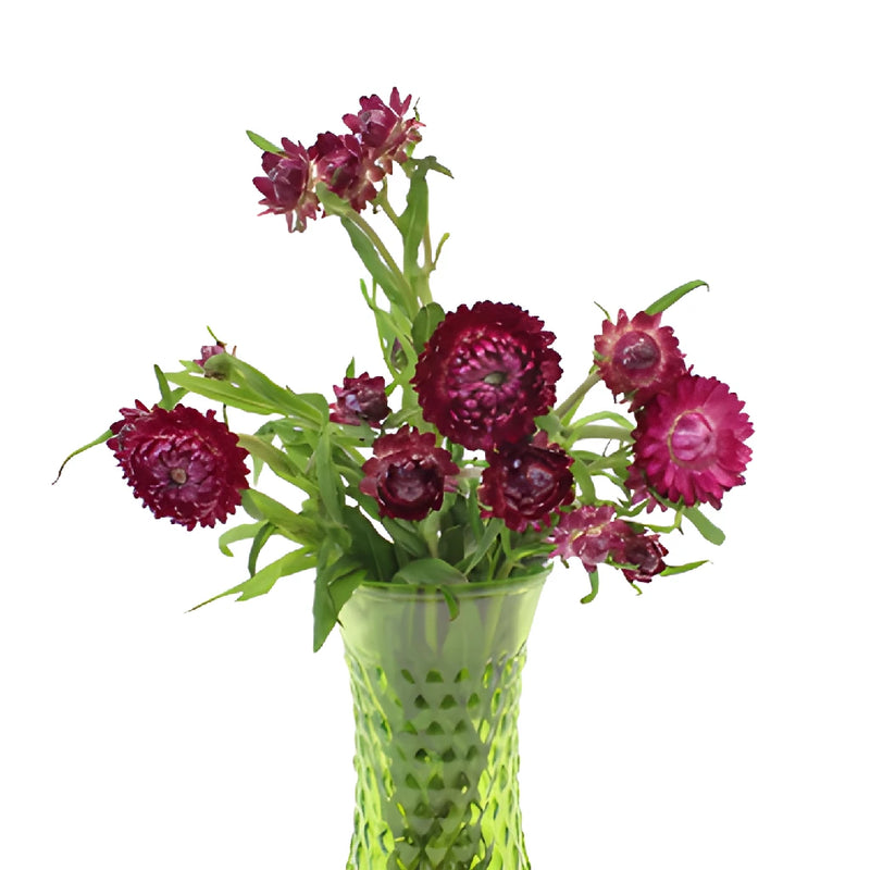 Purpleberry Fresh Cut Strawflower