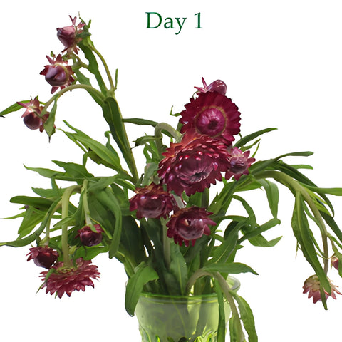 Purpleberry Fresh Cut Strawflower
