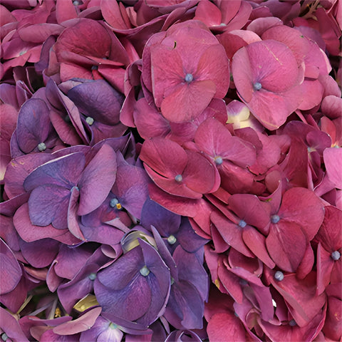 Hydrangea PurpleBerry Flower Up Close