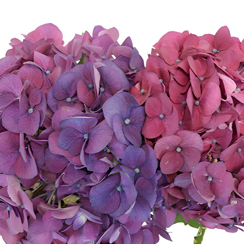 Hydrangea PurpleBerry Flower Up Close