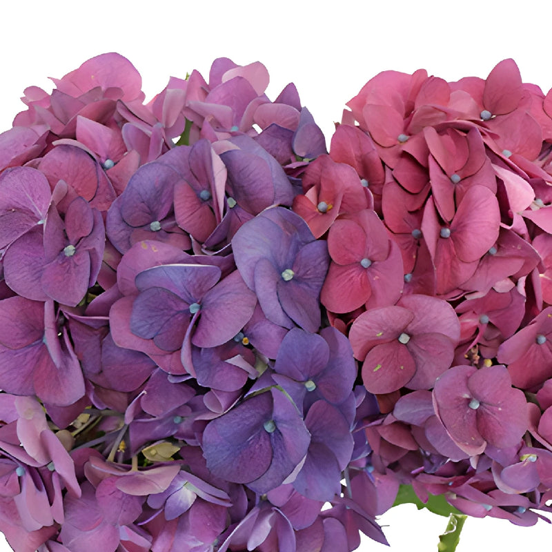 Hydrangea PurpleBerry Flower Up Close